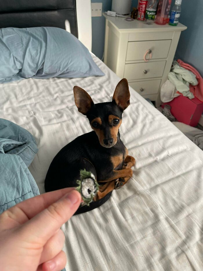 “What’s Wrong With Your Dog?”: People Are Sharing Pics Of Their Dogs Acting Bizarre (40 New Pics) “What’s Wrong With Your Dog?”: People Are Sharing Pics Of Their Dogs Acting Bizarre (40 New Pics)