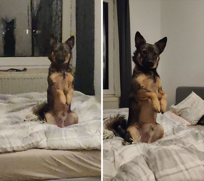 “What’s Wrong With Your Dog?”: People Are Sharing Pics Of Their Dogs Acting Bizarre (40 New Pics) “What’s Wrong With Your Dog?”: People Are Sharing Pics Of Their Dogs Acting Bizarre (40 New Pics)