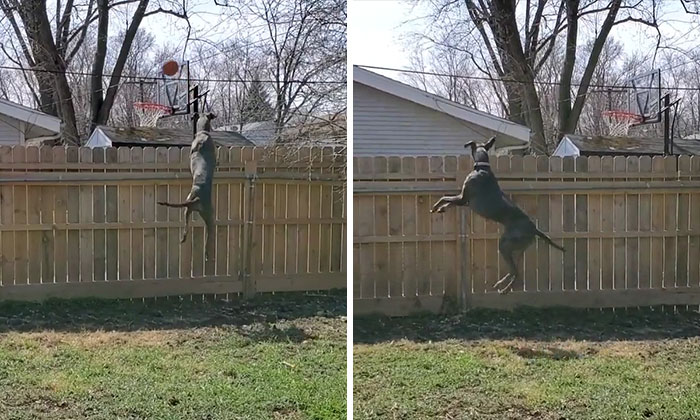 “What’s Wrong With Your Dog?”: People Are Sharing Pics Of Their Dogs Acting Bizarre (40 New Pics) “What’s Wrong With Your Dog?”: People Are Sharing Pics Of Their Dogs Acting Bizarre (40 New Pics)