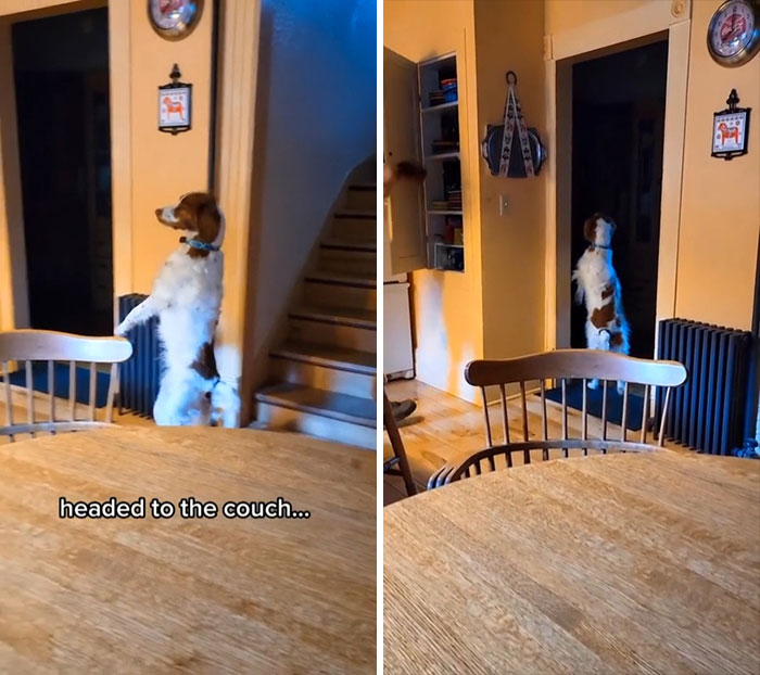 “What’s Wrong With Your Dog?”: People Are Sharing Pics Of Their Dogs Acting Bizarre (40 New Pics) “What’s Wrong With Your Dog?”: People Are Sharing Pics Of Their Dogs Acting Bizarre (40 New Pics)