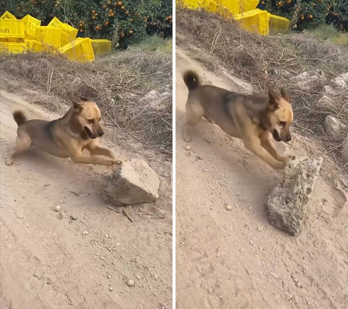 “What’s Wrong With Your Dog?”: People Are Sharing Pics Of Their Dogs Acting Bizarre (40 New Pics) “What’s Wrong With Your Dog?”: People Are Sharing Pics Of Their Dogs Acting Bizarre (40 New Pics)