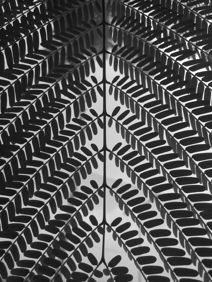 Hey Pandas, Post Your Favorite Black And White Pics (Closed)