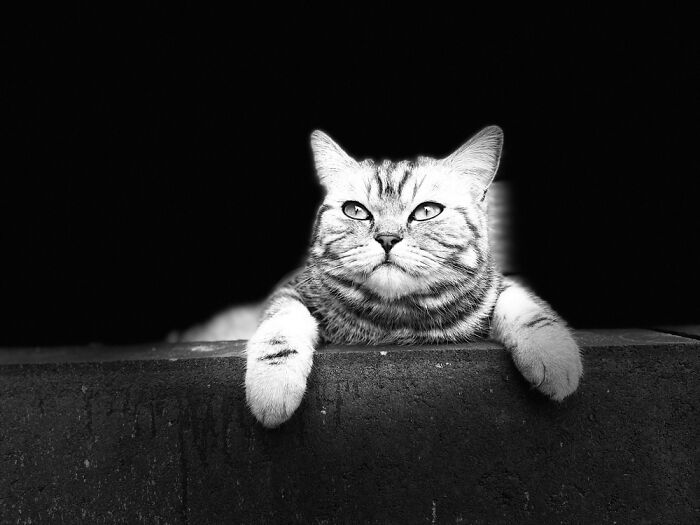 Hey Pandas, Post Your Favorite Black And White Pics (Closed)