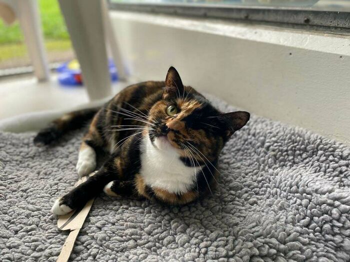 Meet Trudie, The ‘Miracle’ Cat Who Survived Being Run Over By A Bus And Found A New Forever Home Meet Trudie, The ‘Miracle’ Cat Who Survived Being Run Over By A Bus And Found A New Forever Home
