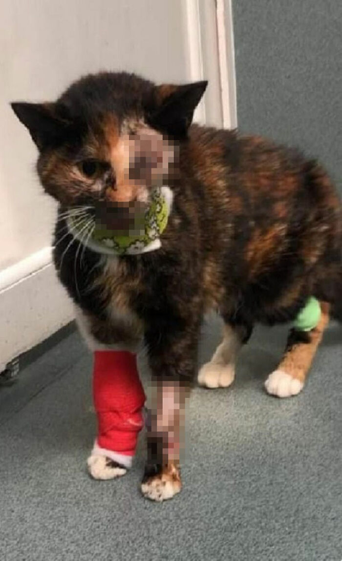 Meet Trudie, The ‘Miracle’ Cat Who Survived Being Run Over By A Bus And Found A New Forever Home Meet Trudie, The ‘Miracle’ Cat Who Survived Being Run Over By A Bus And Found A New Forever Home