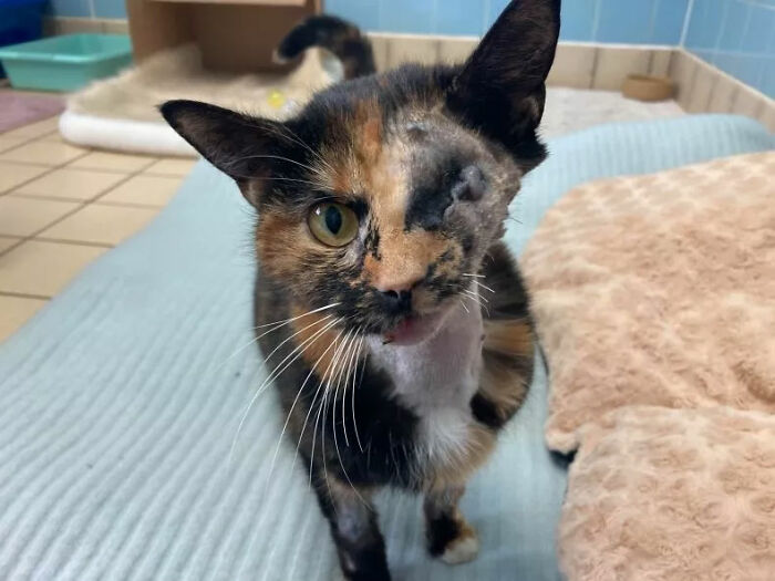 Meet Trudie, The ‘Miracle’ Cat Who Survived Being Run Over By A Bus And Found A New Forever Home Meet Trudie, The ‘Miracle’ Cat Who Survived Being Run Over By A Bus And Found A New Forever Home