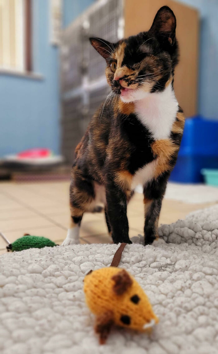 Meet Trudie, The ‘Miracle’ Cat Who Survived Being Run Over By A Bus And Found A New Forever Home Meet Trudie, The ‘Miracle’ Cat Who Survived Being Run Over By A Bus And Found A New Forever Home