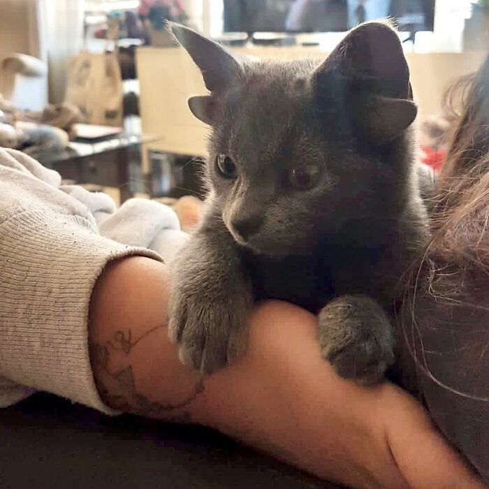 Rescue Kitten With Two Sets Of Ears Becomes An Internet Sensation Rescue Kitten With Two Sets Of Ears Becomes An Internet Sensation