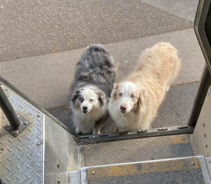 Turns Out, UPS Drivers Have A Facebook Group About Dogs They Meet On Their Routes, And It Will Make Your Day (30 New Pics) Turns Out, UPS Drivers Have A Facebook Group About Dogs They Meet On Their Routes, And It Will Make Your Day (30 New Pics)