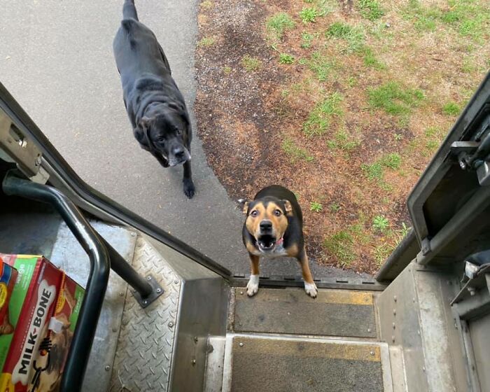 Turns Out, UPS Drivers Have A Facebook Group About Dogs They Meet On Their Routes, And It Will Make Your Day (30 New Pics) Turns Out, UPS Drivers Have A Facebook Group About Dogs They Meet On Their Routes, And It Will Make Your Day (30 New Pics)