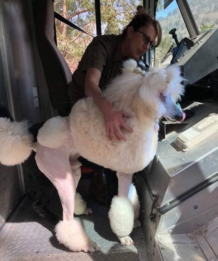 Turns Out, UPS Drivers Have A Facebook Group About Dogs They Meet On Their Routes, And It Will Make Your Day (30 New Pics) Turns Out, UPS Drivers Have A Facebook Group About Dogs They Meet On Their Routes, And It Will Make Your Day (30 New Pics)