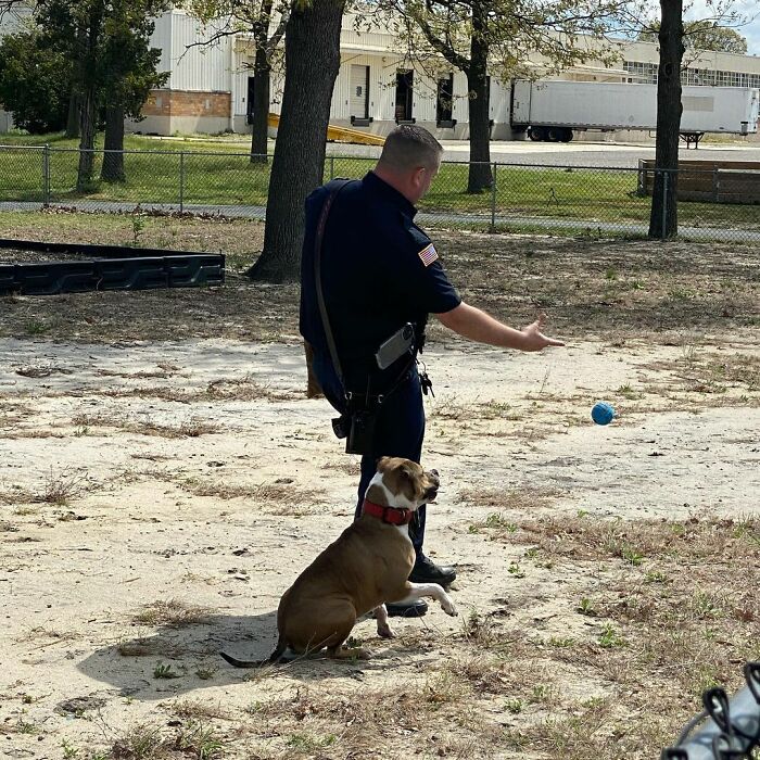 Meet Hansel, A Pit Bull Who Was Rescued From A Dog Fighting Ring And Adopted By The Millville Fire Department Who Trained Him To Become An Arson Detection K-9 Officer