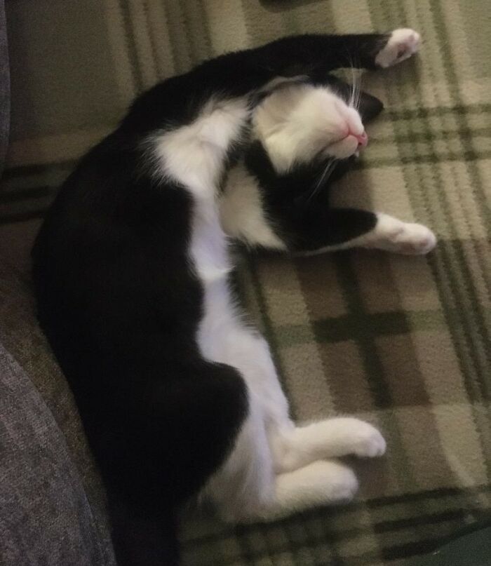 Hey Pandas, Post Pics Of Your Sleepy Furry Friends (Closed)