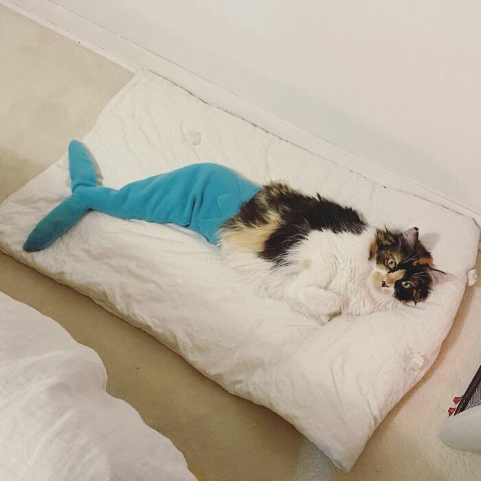 Meet Sally, The Mermaid Cat Who Is Paralyzed From The Waist Down And Shows How Incredible The Bond With A Special Needs Pet Can Be Meet Sally, The Mermaid Cat Who Is Paralyzed From The Waist Down And Shows How Incredible The Bond With A Special Needs Pet Can Be