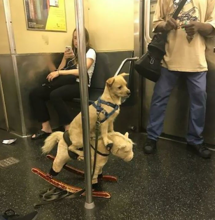 50 Times People Spotted Such Strange Things On The Subway, They Had To Take A Photo (New Pics) 50 Times People Spotted Such Strange Things On The Subway, They Had To Take A Photo (New Pics)
