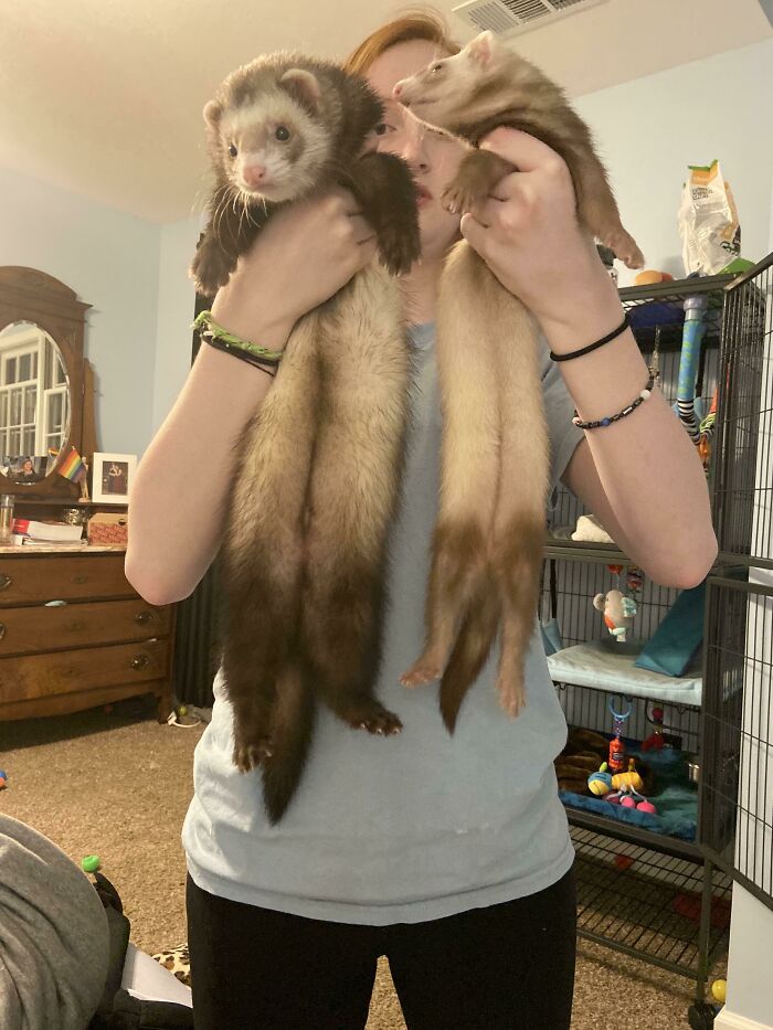 40 Photos Revealing How Silly Ferrets Can Be 40 Photos Revealing How Silly Ferrets Can Be