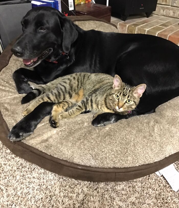 Hey Pandas, Submit Photos Of Your Cat And Dog Both Together In One Picture (Closed) Hey Pandas, Submit Photos Of Your Cat And Dog Both Together In One Picture (Closed)