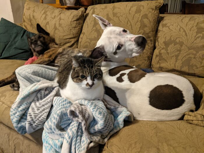 Hey Pandas, Submit Photos Of Your Cat And Dog Both Together In One Picture (Closed) Hey Pandas, Submit Photos Of Your Cat And Dog Both Together In One Picture (Closed)