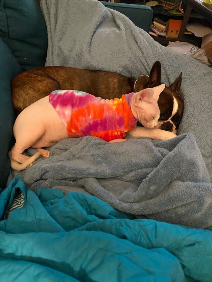 Hey Pandas, Submit Photos Of Your Cat And Dog Both Together In One Picture (Closed) Hey Pandas, Submit Photos Of Your Cat And Dog Both Together In One Picture (Closed)