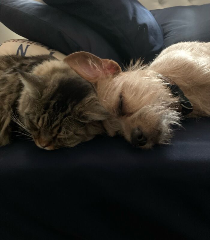Hey Pandas, Submit Photos Of Your Cat And Dog Both Together In One Picture (Closed) Hey Pandas, Submit Photos Of Your Cat And Dog Both Together In One Picture (Closed)