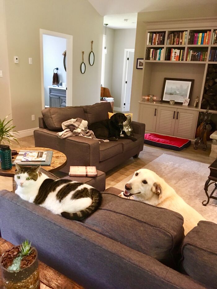 Hey Pandas, Submit Photos Of Your Cat And Dog Both Together In One Picture (Closed) Hey Pandas, Submit Photos Of Your Cat And Dog Both Together In One Picture (Closed)
