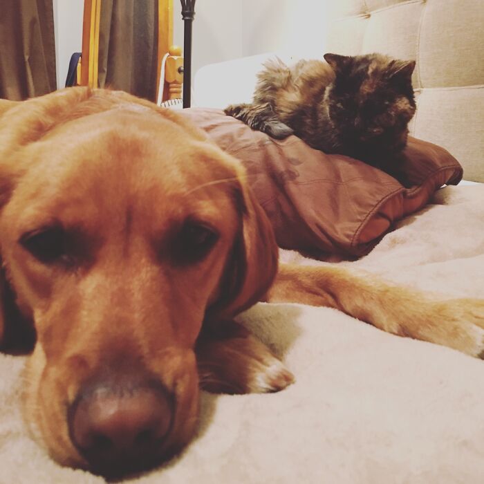 Hey Pandas, Submit Photos Of Your Cat And Dog Both Together In One Picture (Closed) Hey Pandas, Submit Photos Of Your Cat And Dog Both Together In One Picture (Closed)
