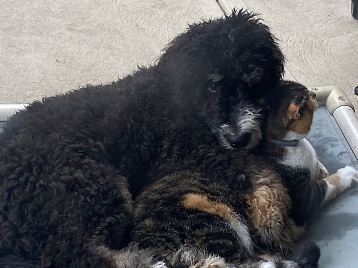 Hey Pandas, Submit Photos Of Your Cat And Dog Both Together In One Picture (Closed) Hey Pandas, Submit Photos Of Your Cat And Dog Both Together In One Picture (Closed)