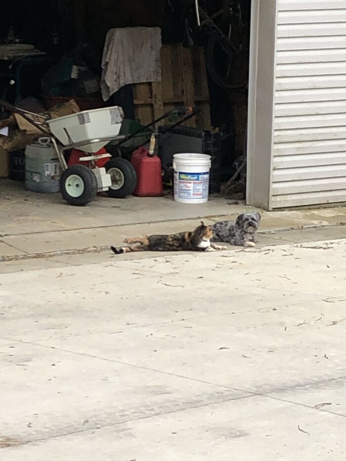 Hey Pandas, Submit Photos Of Your Cat And Dog Both Together In One Picture (Closed) Hey Pandas, Submit Photos Of Your Cat And Dog Both Together In One Picture (Closed)