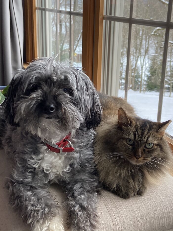 Hey Pandas, Submit Photos Of Your Cat And Dog Both Together In One Picture (Closed) Hey Pandas, Submit Photos Of Your Cat And Dog Both Together In One Picture (Closed)
