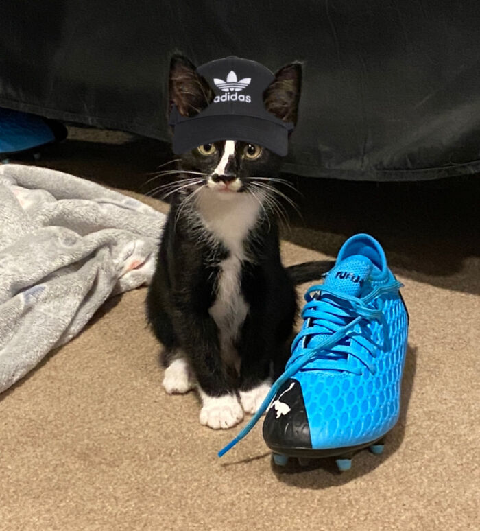 Hey Pandas, Post A Picture Of Your Cat With A Hat On (Closed)