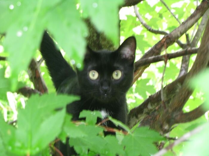 Hey Pandas, Post A Picture Of The Cutest Pet (Closed) Hey Pandas, Post A Picture Of The Cutest Pet (Closed)