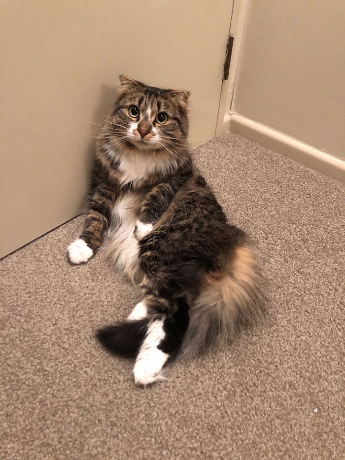 Hey Pandas, Post A Picture Of The Cutest Pet (Closed) Hey Pandas, Post A Picture Of The Cutest Pet (Closed)