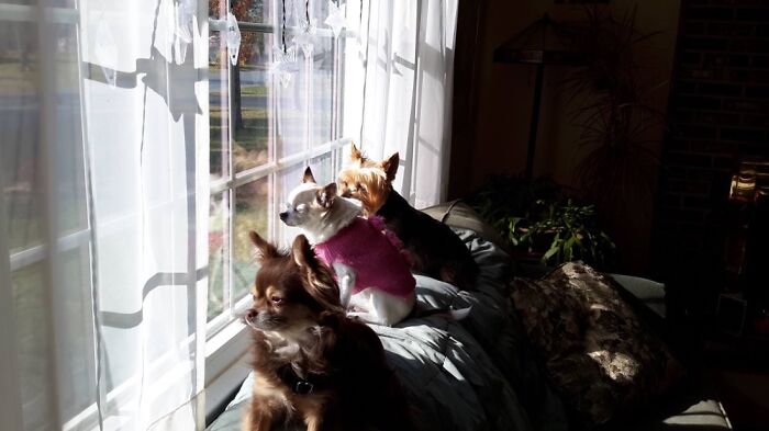 Hey Pandas, Post A Picture Of The Cutest Pet (Closed) Hey Pandas, Post A Picture Of The Cutest Pet (Closed)