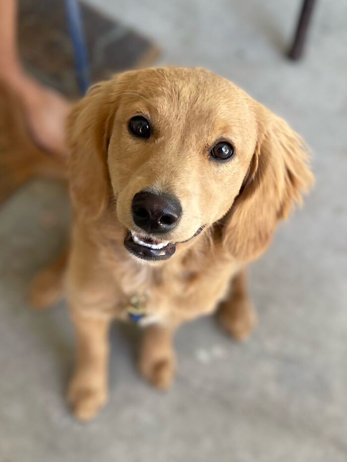 Hey Pandas, Post A Picture Of The Cutest Pet (Closed) Hey Pandas, Post A Picture Of The Cutest Pet (Closed)