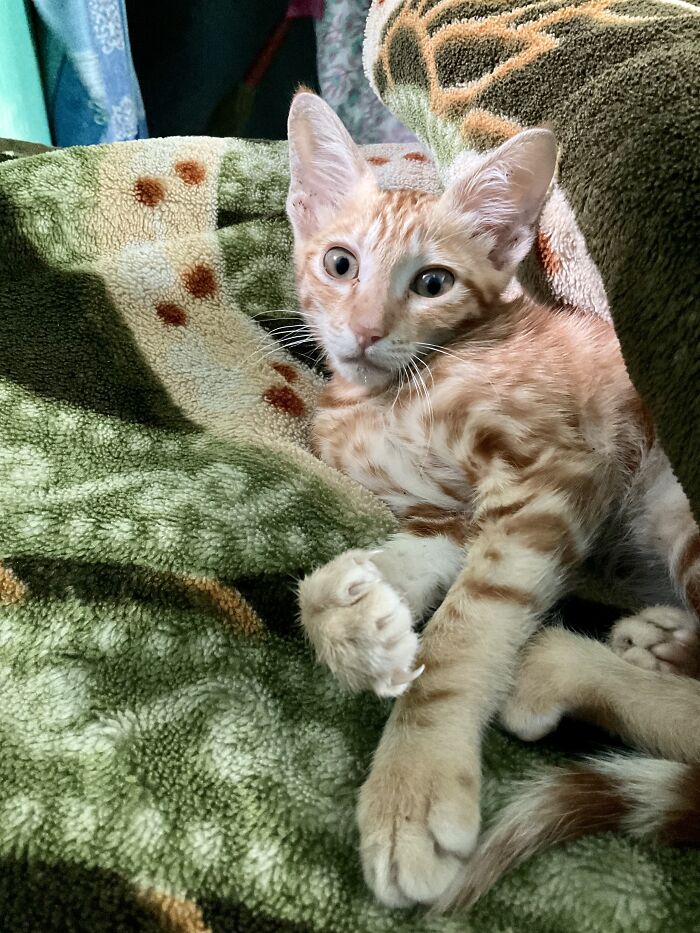 Hey Pandas, Post A Picture Of The Cutest Pet (Closed) Hey Pandas, Post A Picture Of The Cutest Pet (Closed)