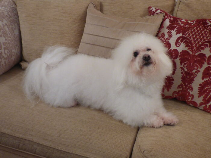 Hey Pandas, Post A Picture Of The Cutest Pet (Closed) Hey Pandas, Post A Picture Of The Cutest Pet (Closed)