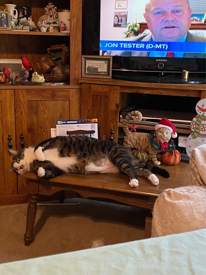 Hey Pandas, Post A Picture Of The Cutest Pet (Closed) Hey Pandas, Post A Picture Of The Cutest Pet (Closed)