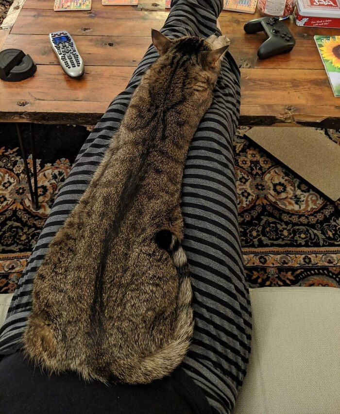 50 Times People Spotted ‘Absolute Units’ And Shared Them In This Online Community (New Pics) 50 Times People Spotted ‘Absolute Units’ And Shared Them In This Online Community (New Pics)