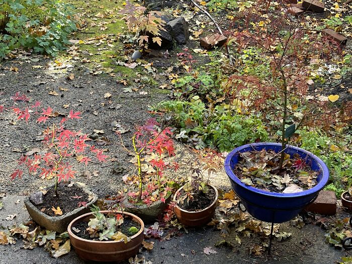 Hey Pandas, Post A Fall Photo You Took (Closed) Hey Pandas, Post A Fall Photo You Took (Closed)