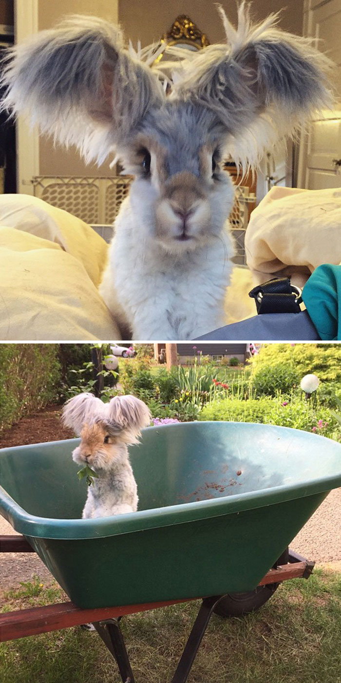 50 Bunnies Whose Cuteness Can’t Be Challenged 50 Bunnies Whose Cuteness Can’t Be Challenged