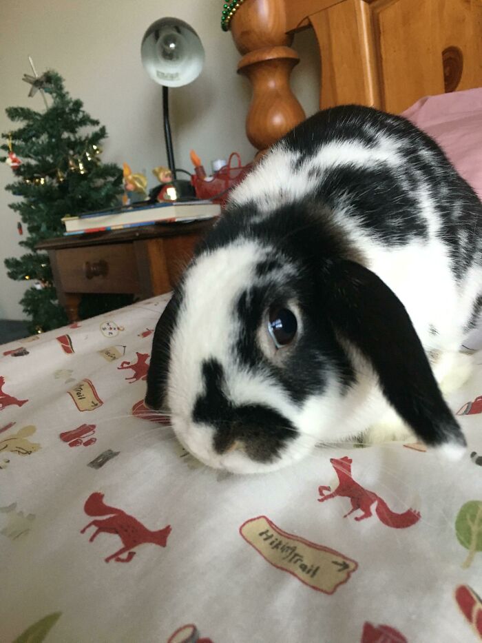50 Bunnies Whose Cuteness Can’t Be Challenged 50 Bunnies Whose Cuteness Can’t Be Challenged