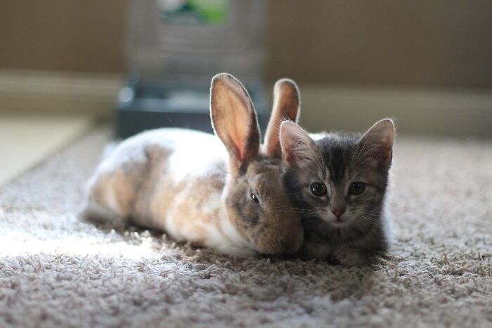 50 Bunnies Whose Cuteness Can’t Be Challenged 50 Bunnies Whose Cuteness Can’t Be Challenged