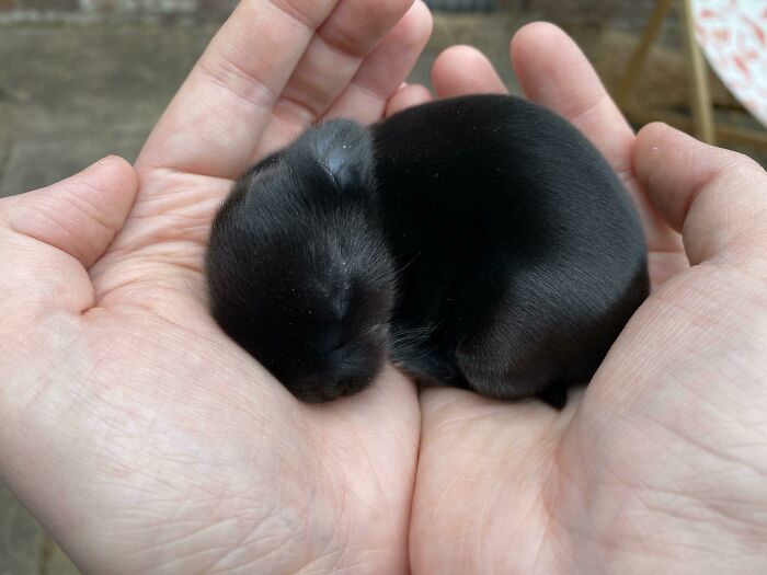 50 Bunnies Whose Cuteness Can’t Be Challenged 50 Bunnies Whose Cuteness Can’t Be Challenged