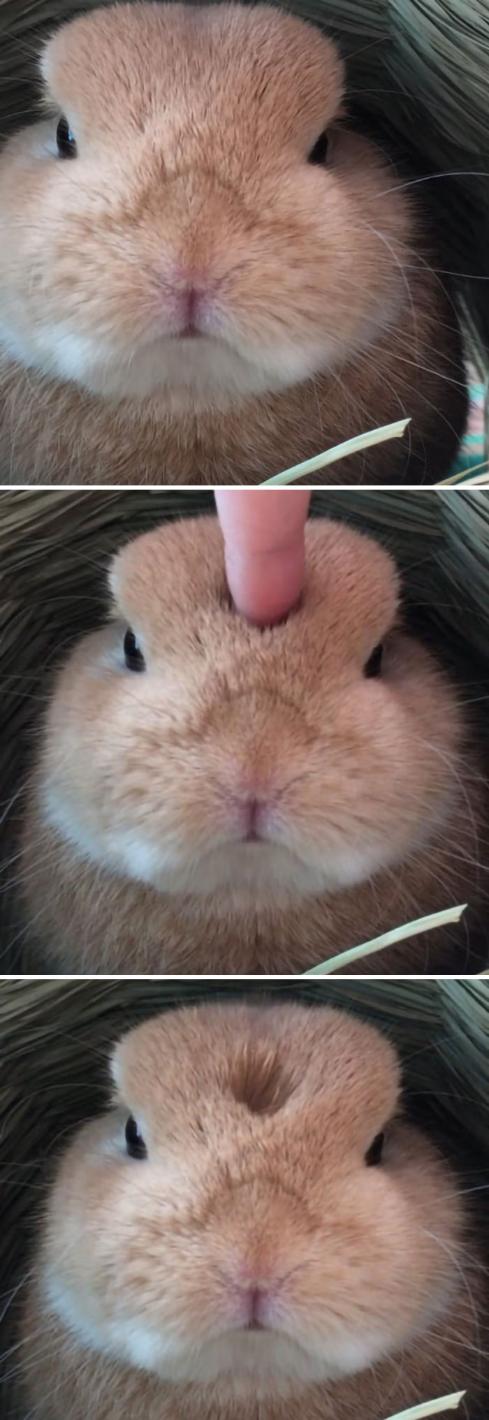 50 Bunnies Whose Cuteness Can’t Be Challenged 50 Bunnies Whose Cuteness Can’t Be Challenged