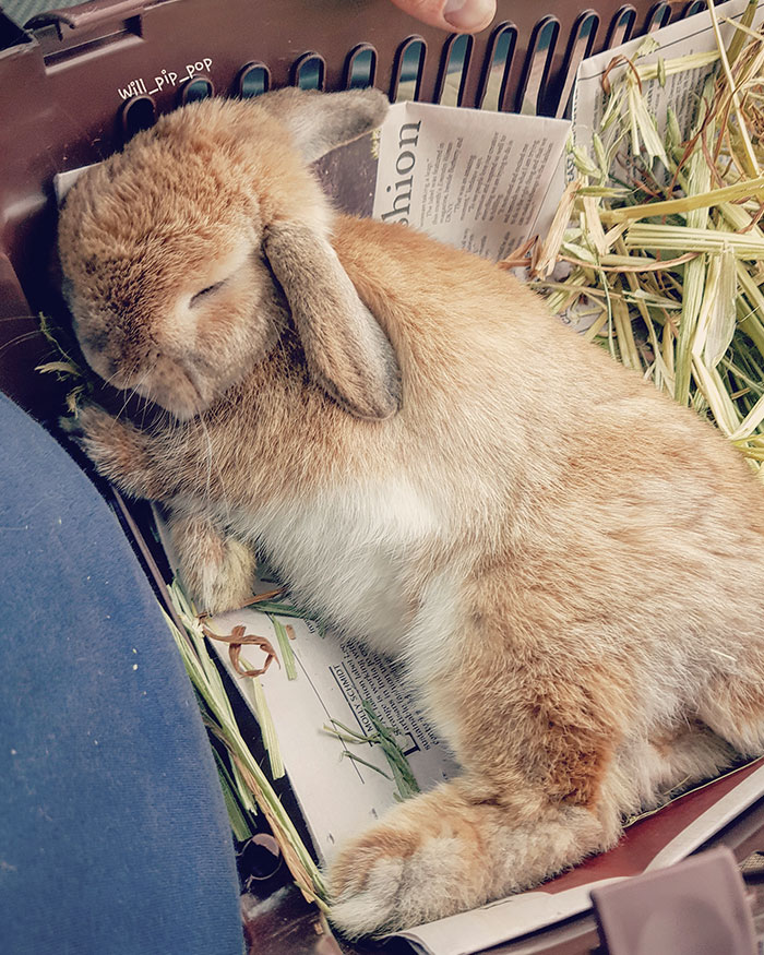 50 Bunnies Whose Cuteness Can’t Be Challenged 50 Bunnies Whose Cuteness Can’t Be Challenged