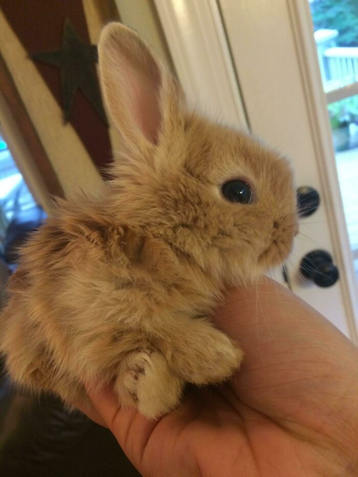 50 Bunnies Whose Cuteness Can’t Be Challenged 50 Bunnies Whose Cuteness Can’t Be Challenged