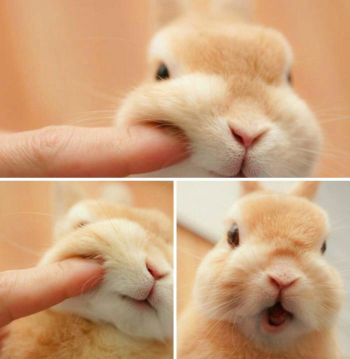 50 Bunnies Whose Cuteness Can’t Be Challenged 50 Bunnies Whose Cuteness Can’t Be Challenged
