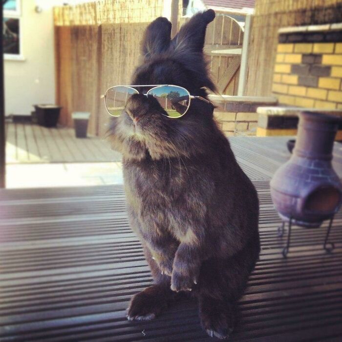 50 Bunnies Whose Cuteness Can’t Be Challenged 50 Bunnies Whose Cuteness Can’t Be Challenged