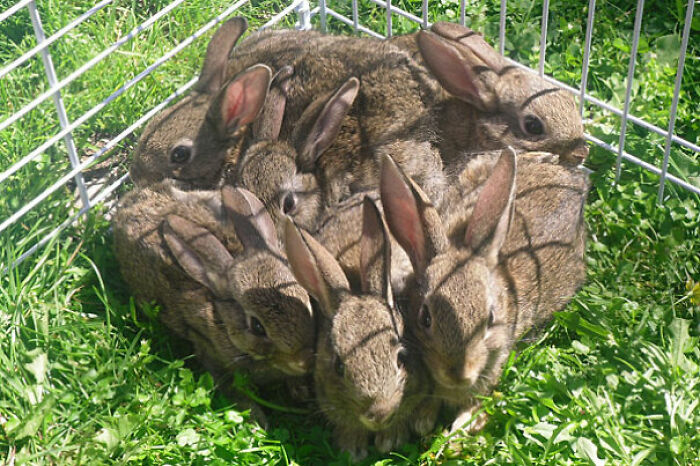 50 Bunnies Whose Cuteness Can’t Be Challenged 50 Bunnies Whose Cuteness Can’t Be Challenged