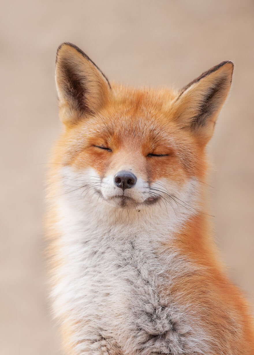 I Capture Beautiful Moments In Wildlife, Here Are My 30 Recent Photos I Capture Beautiful Moments In Wildlife, Here Are My 30 Recent Photos